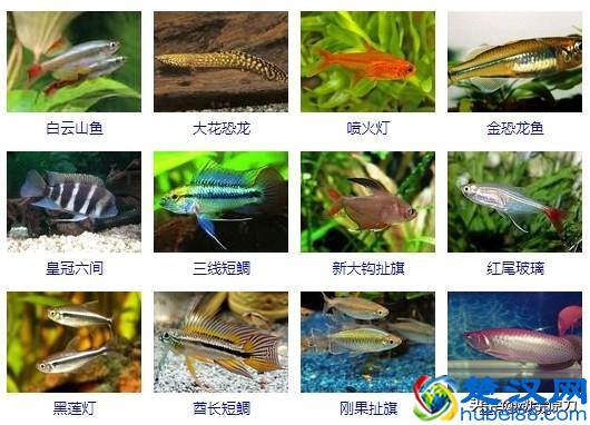 热带鱼大全(让你认识所有的热带鱼)