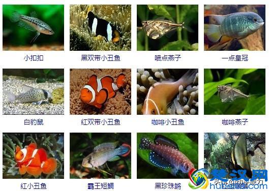热带鱼大全(让你认识所有的热带鱼)