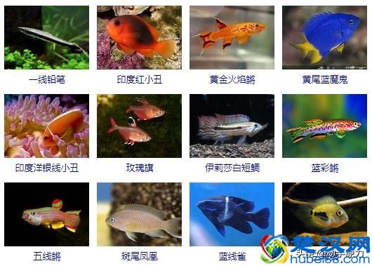 热带鱼大全(让你认识所有的热带鱼)