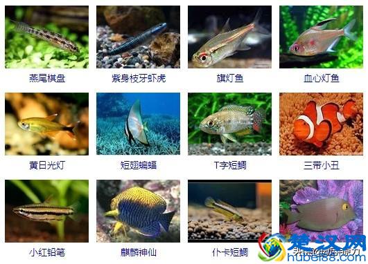 热带鱼大全(让你认识所有的热带鱼)