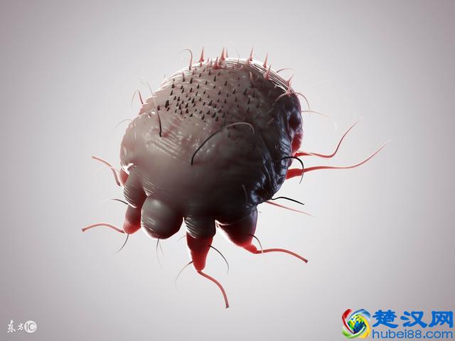 这5种除螨方法，每做到一样螨虫就远你一分！