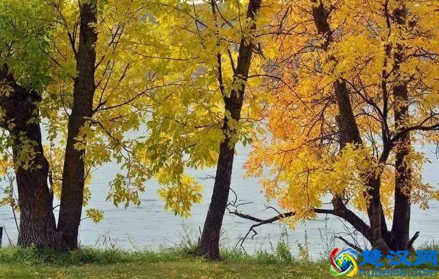 实木家具买哪种木材好？8种常见木材种类详细介绍