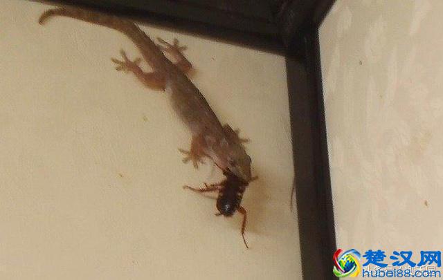 夏天农村见到了壁虎不要影响它，更不要抓它，因为它连这个都吃！