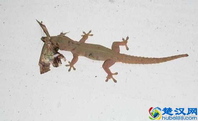 夏天农村见到了壁虎不要影响它，更不要抓它，因为它连这个都吃！