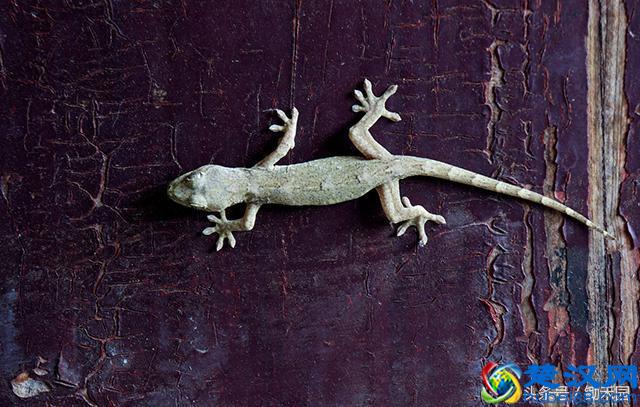 夏天农村见到了壁虎不要影响它，更不要抓它，因为它连这个都吃！