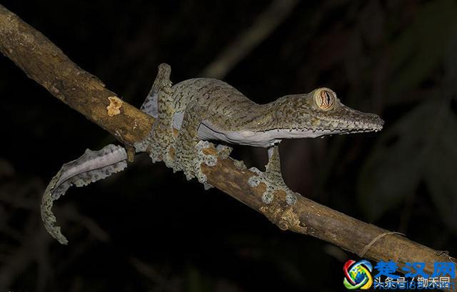 夏天农村见到了壁虎不要影响它，更不要抓它，因为它连这个都吃！