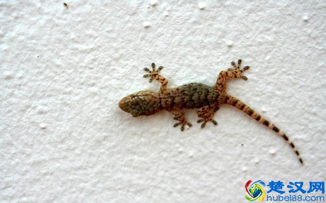 夏天农村见到了壁虎不要影响它，更不要抓它，因为它连这个都吃！