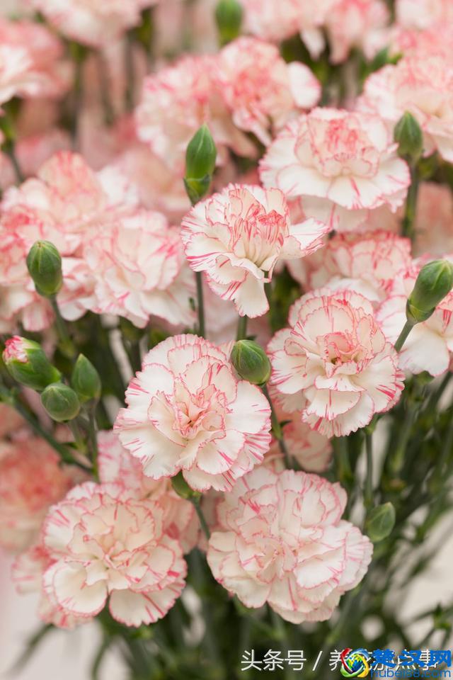 2018年母亲节送什么花？这3种花最适合在母亲节送给妈妈