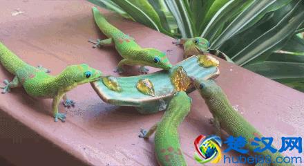 冷知识：壁虎吃东西居然是靠舔的！10张图带你看不一样的壁虎