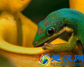 冷知识：壁虎吃东西居然是靠舔的！10张图带你看不一样的壁虎