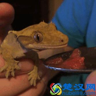 冷知识：壁虎吃东西居然是靠舔的！10张图带你看不一样的壁虎