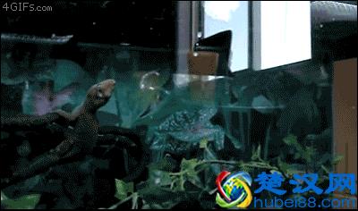 冷知识：壁虎吃东西居然是靠舔的！10张图带你看不一样的壁虎