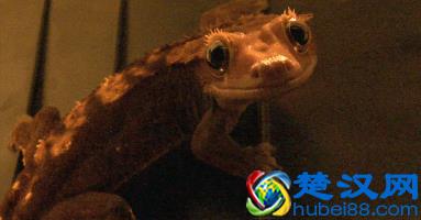 冷知识：壁虎吃东西居然是靠舔的！10张图带你看不一样的壁虎