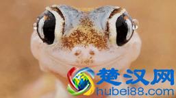 冷知识：壁虎吃东西居然是靠舔的！10张图带你看不一样的壁虎