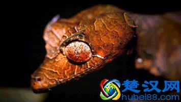 冷知识：壁虎吃东西居然是靠舔的！10张图带你看不一样的壁虎