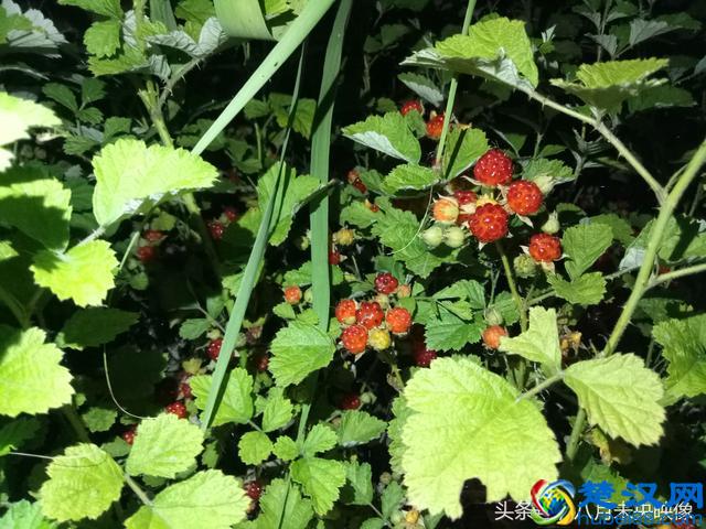 这种野生的果子长得很像树莓，是不是叫覆盆子，还是一个品种？