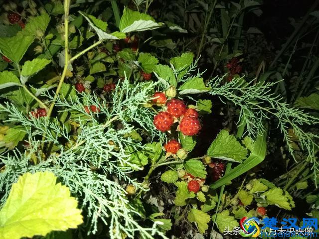 这种野生的果子长得很像树莓，是不是叫覆盆子，还是一个品种？