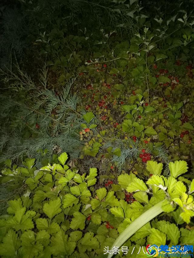 这种野生的果子长得很像树莓，是不是叫覆盆子，还是一个品种？