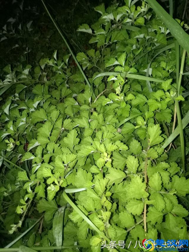 这种野生的果子长得很像树莓，是不是叫覆盆子，还是一个品种？