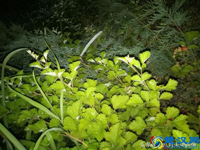 这种野生的果子长得很像树莓，是不是叫覆盆子，还是一个品种？