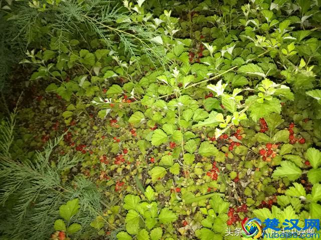 这种野生的果子长得很像树莓，是不是叫覆盆子，还是一个品种？