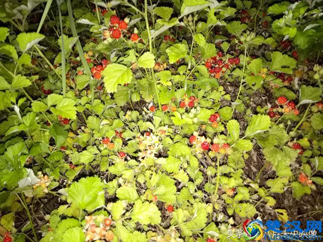 这种野生的果子长得很像树莓，是不是叫覆盆子，还是一个品种？