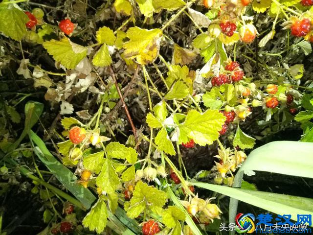 这种野生的果子长得很像树莓，是不是叫覆盆子，还是一个品种？