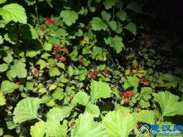 这种野生的果子长得很像树莓，是不是叫覆盆子，还是一个品种？