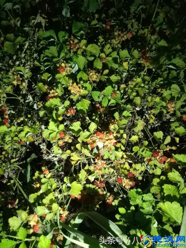 这种野生的果子长得很像树莓，是不是叫覆盆子，还是一个品种？