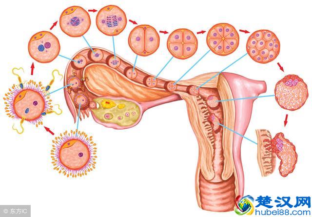 宫颈纳氏囊肿是什么疾病？得了宫颈纳氏囊肿要怎么调理