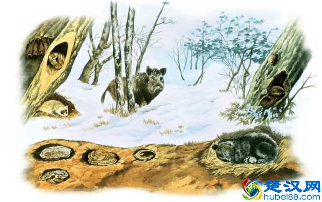 动物为什么会冬眠，它们失眠的时候都在做什么？