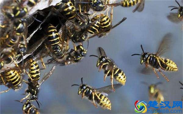 动物为什么会冬眠，它们失眠的时候都在做什么？