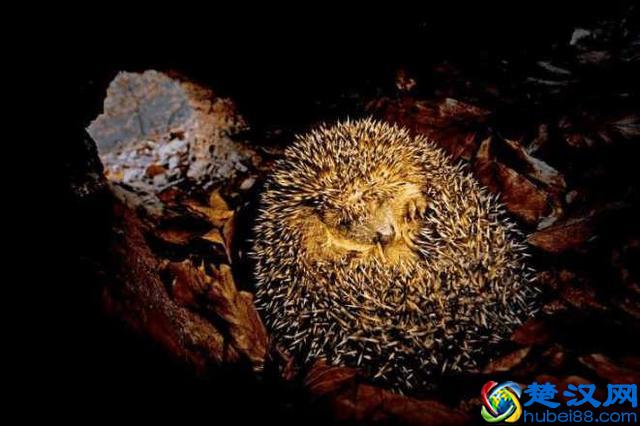 动物为什么会冬眠，它们失眠的时候都在做什么？