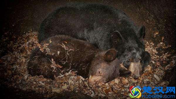 动物为什么会冬眠，它们失眠的时候都在做什么？