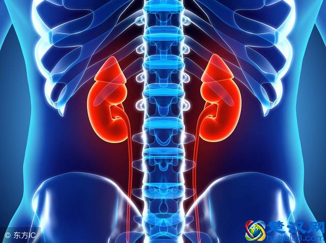 囊肿是什么，有哪些形态，囊肿种类有哪些