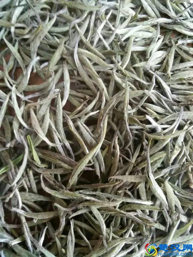 白茶是什么茶 何为白茶 白茶的功效与作用及禁忌