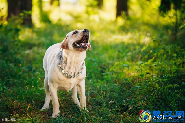 狗狗为什么会无缘无故对着空地方叫？原来是这几个原因