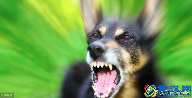 狗狗为什么会无缘无故对着空地方叫？原来是这几个原因