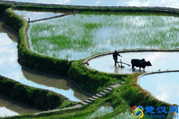 为什么当初QQ农场会那么火?难道是我们人人都有个“种地”的梦