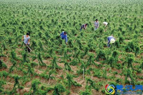 为什么当初QQ农场会那么火?难道是我们人人都有个“种地”的梦