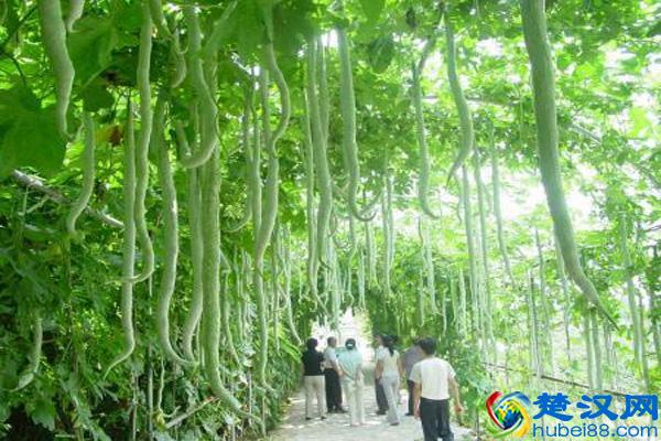 为什么当初QQ农场会那么火?难道是我们人人都有个“种地”的梦