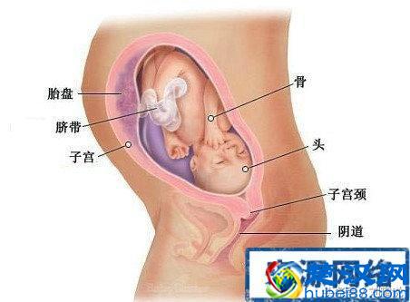 胎盘有什么用途，该怎么吃胎盘才对