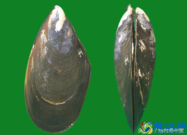 海虹和青口有什么区别？教你怎样烹饪最鲜美！