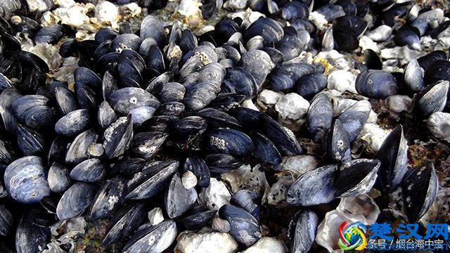 海虹和青口有什么区别？教你怎样烹饪最鲜美！