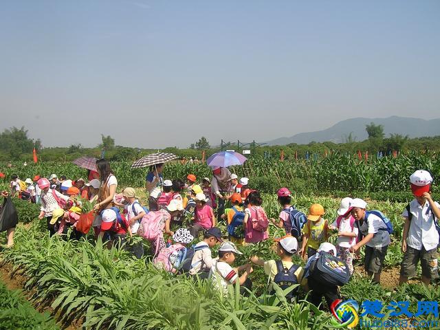 农民赚钱好方法，几个值得分享的农村人发家致富好项目