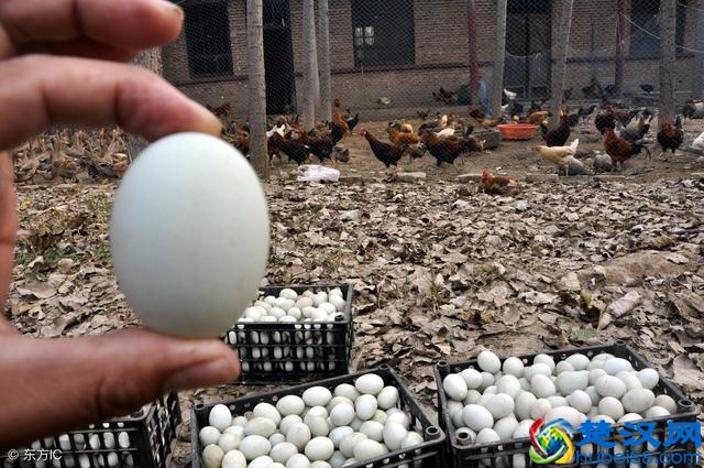 农民赚钱好方法，几个值得分享的农村人发家致富好项目