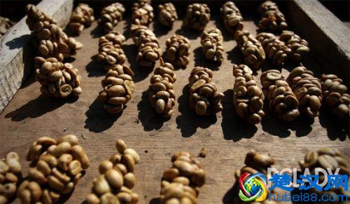 猫屎咖啡的由来 世界最昂贵咖啡