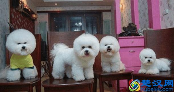 比熊犬多少钱一只？如何挑选品相好的比熊犬？