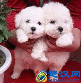 比熊犬多少钱一只？如何挑选品相好的比熊犬？