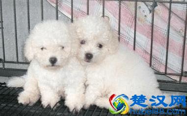 比熊犬多少钱一只？如何挑选品相好的比熊犬？